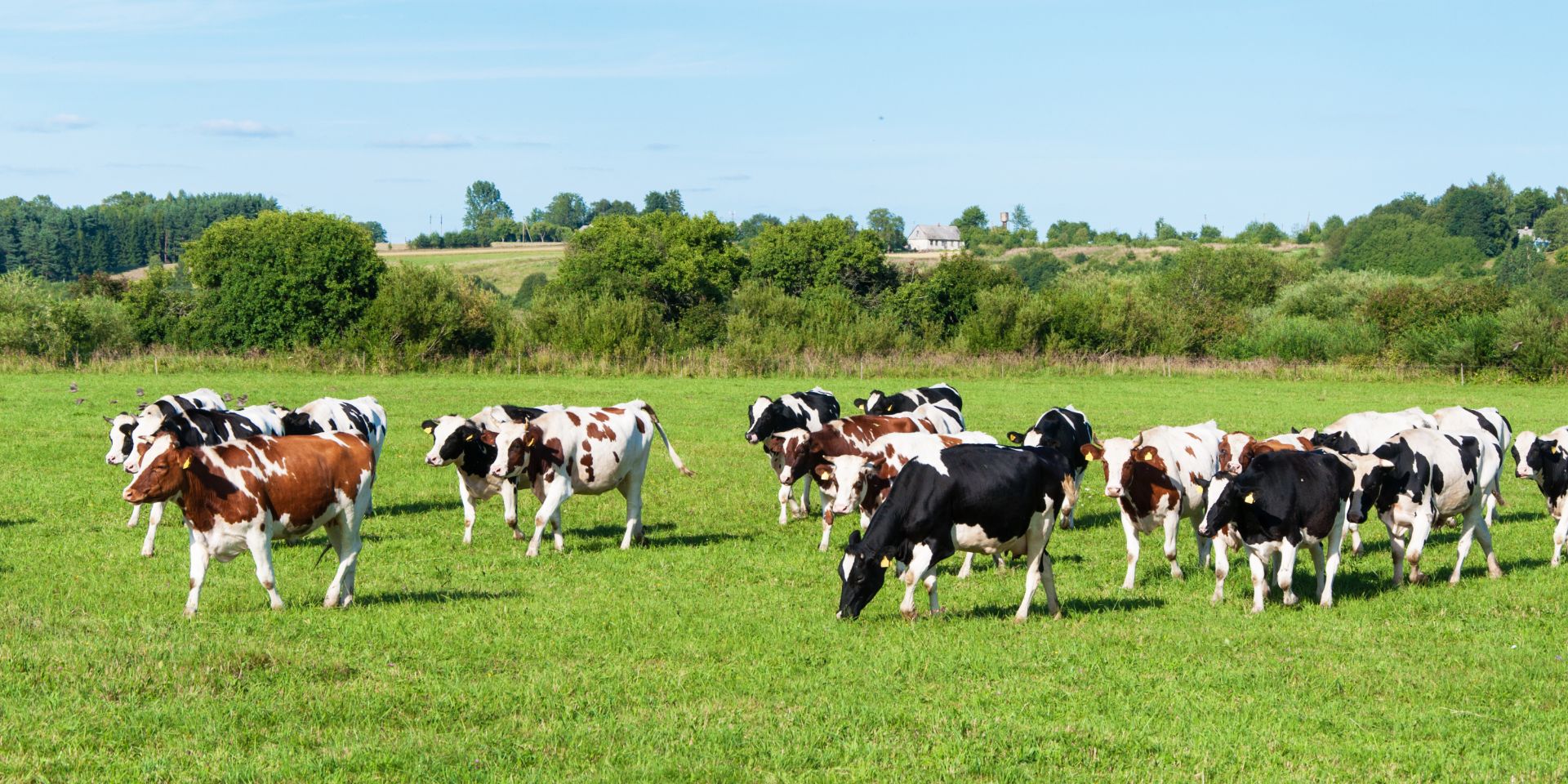 Load video: Albarakah